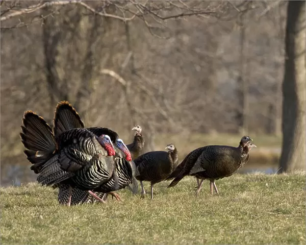 Wild Turkeys (Meleagris gallopavo), two toms courting several hens, New York, USA