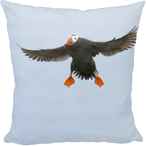 Tufted puffin (Fratercula cirrhata), adult in breeding plumage flying in preparing to land, St