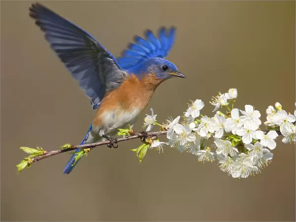 Eastern bluebird (Sialia sialis) male fluttering wings while perched on cherry (Prunus sp