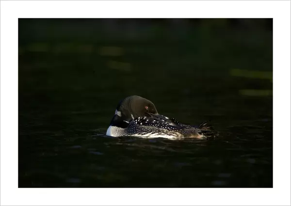 Common loon (Gavia immer) adult in breeding plumage, preening in the last light of day
