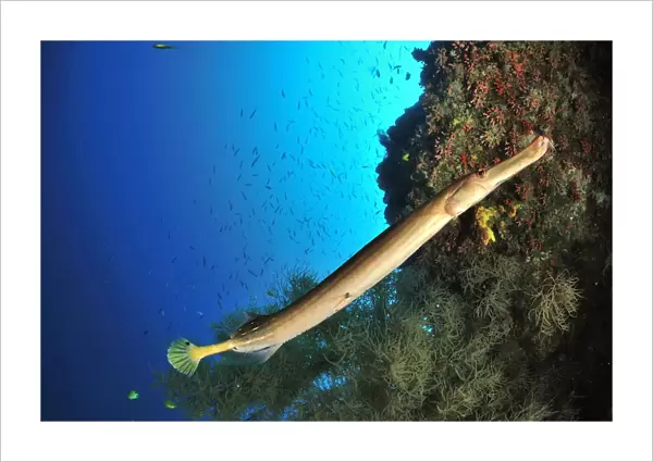 Trumpetfish (Aulostomus chinensis) on the coral drop off, Sulu Sea, Philippines