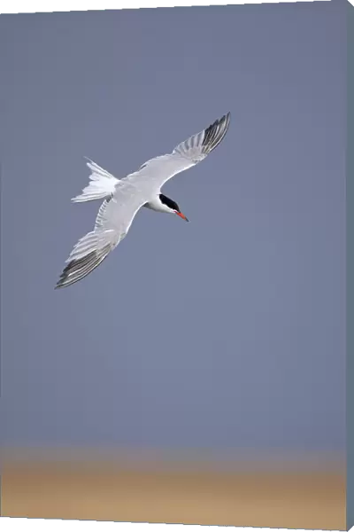 Common tern (Sterna hirundo) in flight, Norfolk, UK, August