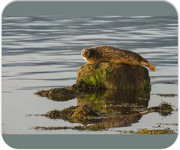 Common  /  Harbour seal (Phoca vitulina) hauled out on rock in the no take zone, Lamlash Bay