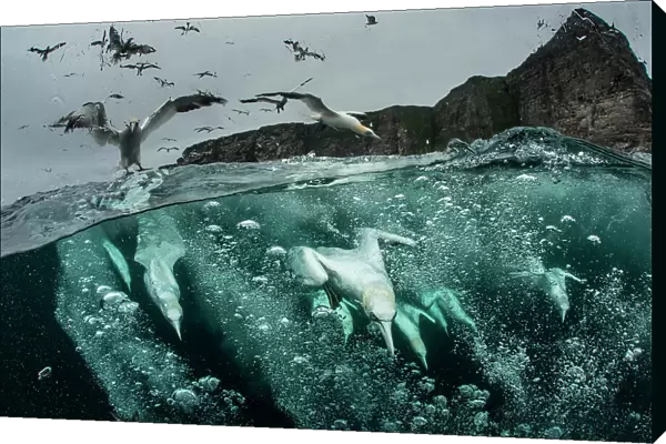 Northern gannets (Morus bassanus) diving for fish, split level shot, Shetland, Scotland, UK, September