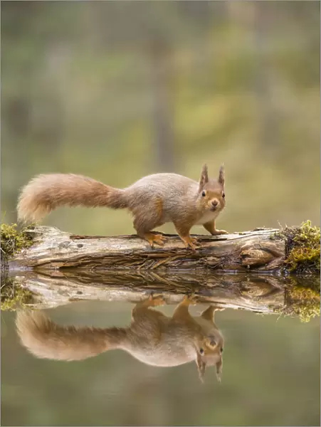 RF - Red Squirrel (Sciurus vulgaris), at woodland pond, Scotland, UK
