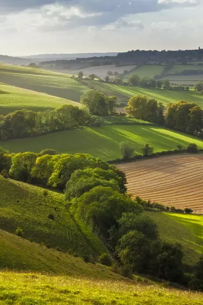 Chalk downland landscape with mixed farming, Cranborne Chase, Wiltshire, England, UK