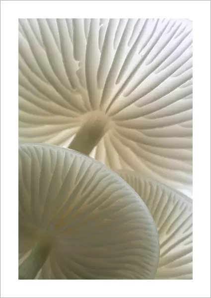 Close-up of backlit Porcelain fungus (Oudemansiella mucida) showing gills, Golith Falls