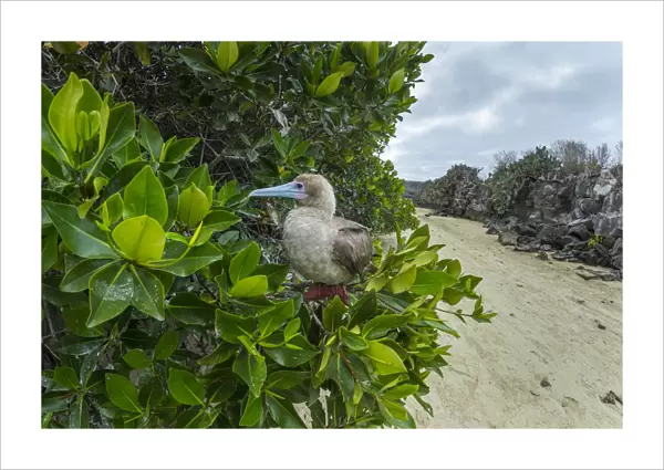 Red-footed booby (Sula sula) perched in tree. Genovesa Island, Galapagos