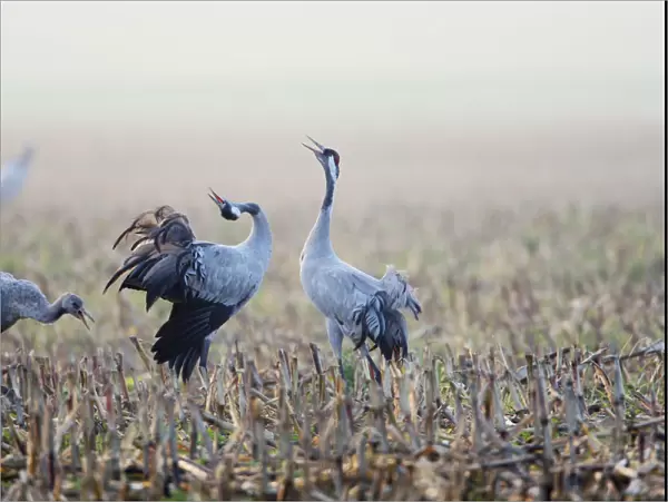 Common Crane (Grus grus) juvenile and two adult calling, displaying, in harvested