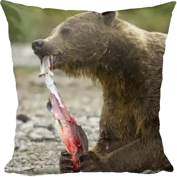 Brown bear  /  Coastal Grizzly Bear, (Ursus arctos) feeding on Pink Salmon, during the