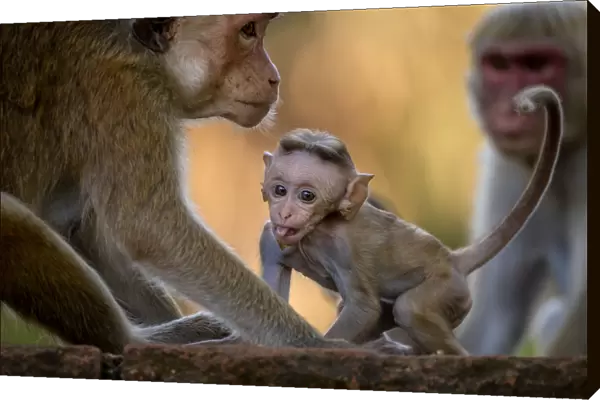 Toque Macaques (Macaca sinica) Polonnaruwa, Central Province, Sri Lanka