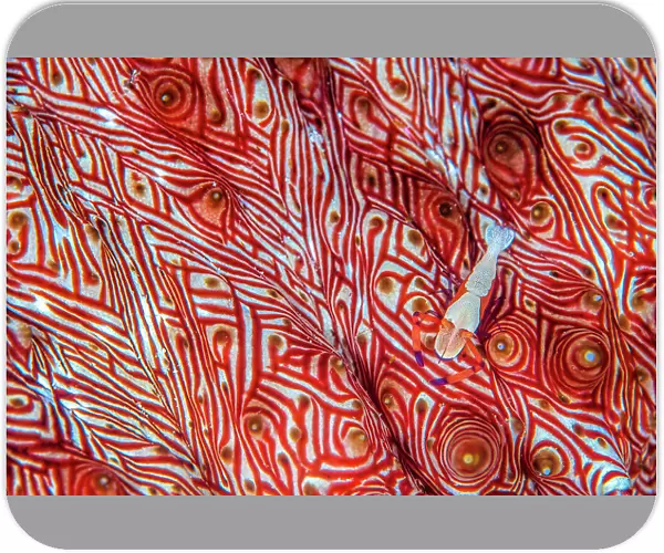Commensal emperor shrimp (Periclimenes imperator) moves across the colourful red patterned surface of its host Candycane sea cucumber (Thelenota rubralineata). Misool, Raja Ampat, West Papua, Indonesia. Ceram Sea. Tropical West Pacific Ocean