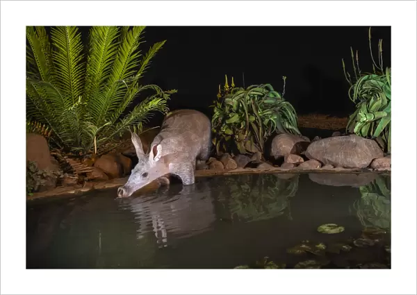 Aardvark (Orycteropus afer) drinking at night, Zimanga private game reserve, KwaZulu-Natal
