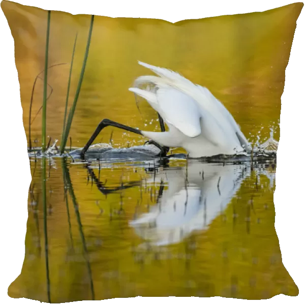 Great egret (Ardea alba) diving head into water to catch prey, in evening light