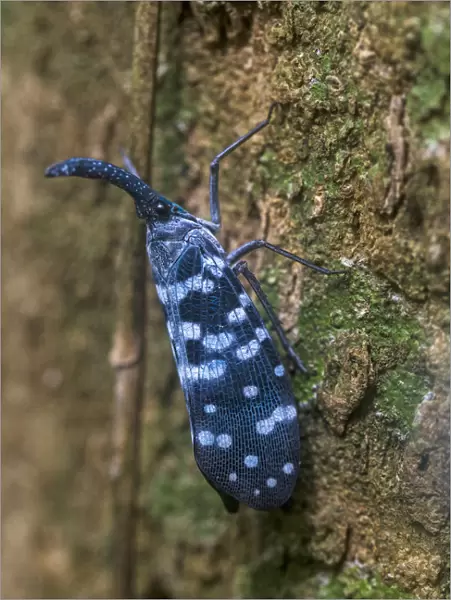 Lantern bug (Pyrops maculatus), Sinharaja Forest Reserve, Unesco Biosphere Reserve