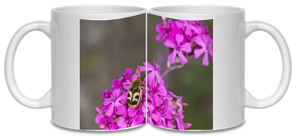 Bee beetle (Trichius fasciatus), a bee mimic, nectaring on Umbel-flowered catchfly