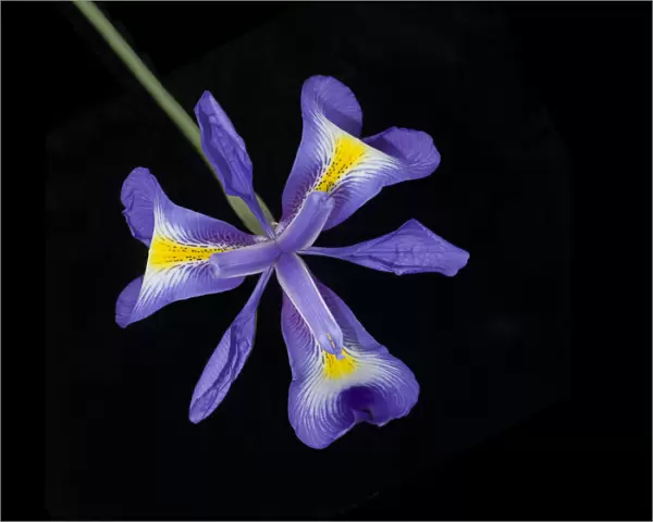 Afghanistan Juno iris (Iris cycloglossa) with yellow nectar guides. In cultivation