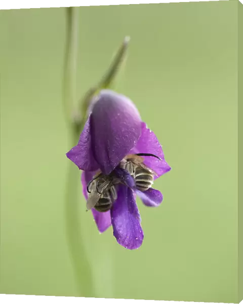 Long-horned bee (Eucera sp. ), two crawling into Wild gladiolus (Gladiolus atroviolaceus)