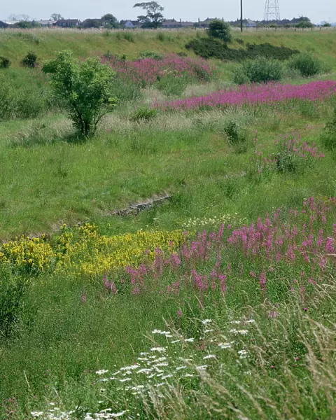Wildflower drifts on disused railway line, flowers include Rosebay willowherb (Epilobium