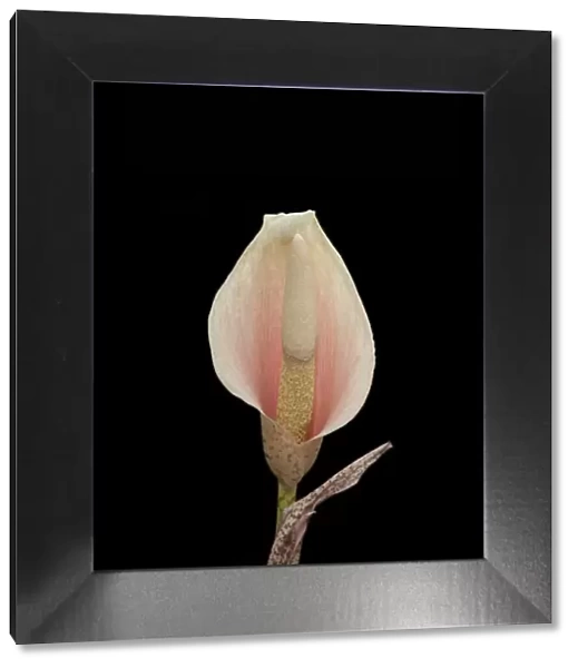 Voodoo lily (Amorphophallus bulbifer). Native to Asia