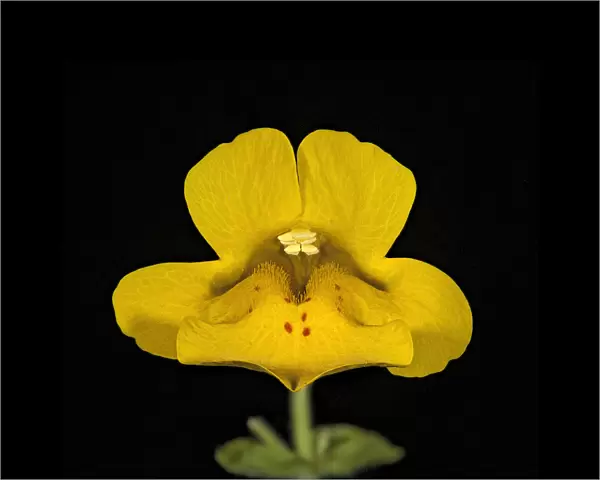 Seep monkey flower (Mimulus guttatus), bifid stigma above stamens. Nectar spot guides