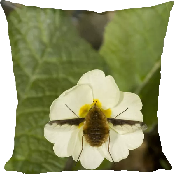 Large bee fly (Bombylius major) feeding on Primrose (Primula vulgaris). England, UK