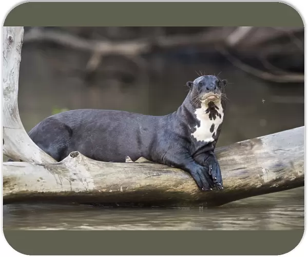 Giant river otter (Pteronura brasiliensis) resting on fallen tree trunk above Cuiaba River