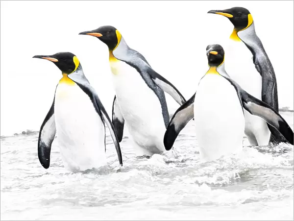 RF - King penguin (Aptenodytes patagonicus), four returning to sea. St Andrews Bay, South Georgia