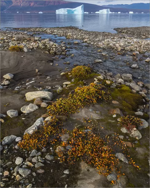 Dwarf willows add color along a small glacial stream before icebergs in Hare Fjord