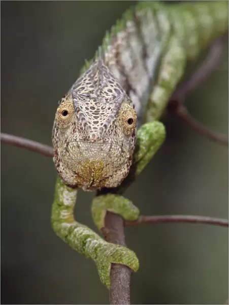 Oustalets chameleon pursuing prey {Furcifer oustaleti} Berenty NP, Madagascar