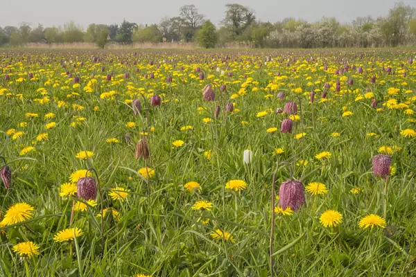 Snakes head fritillary (Fritillaria meleagris) flowering with Dandelions in meadow Cricklade