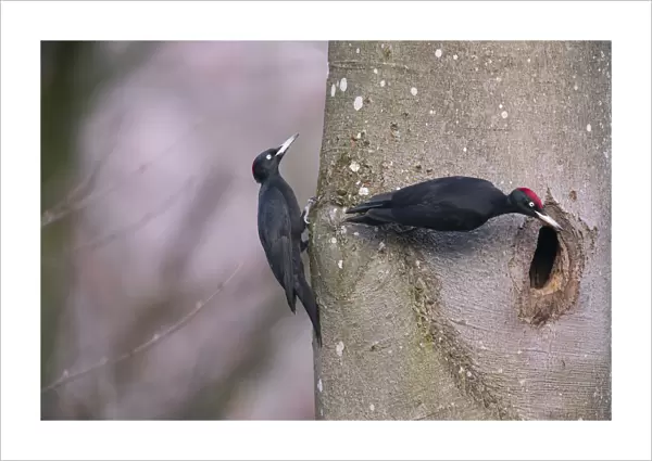 Black Woodpecker (Dryocopus martius) male and female, at the nesthole, Germany. December