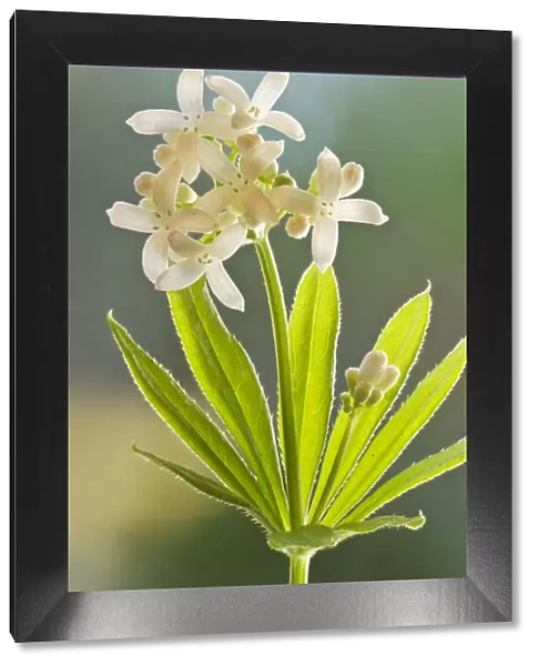 Sweet woodruff (Galium odoratum) a common woodland plant