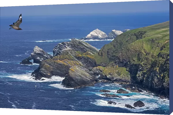 Great skua (Stercorarius skua) in flight and spectacular coastline with sea stacks
