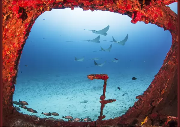 Spotted eagle rays (Aetobatus narinari) through a large window on the wreck of the former