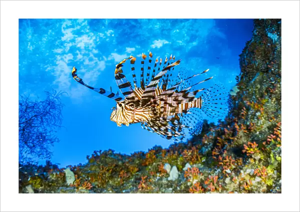 Red lionfish (Pterois volitans) swimming under a coral ledge, Palau
