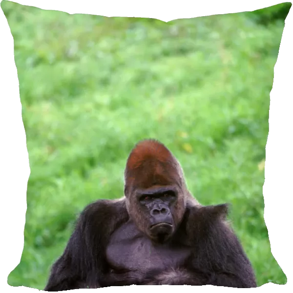 Pillow of Lowland gorilla adult male silverback in zoo, USA