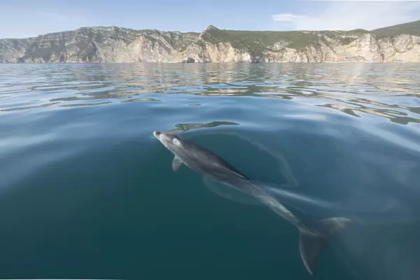 Bottlenose dolphin (Tursiops truncatus) near surface, Sado Estuary, Arribida, Portugal