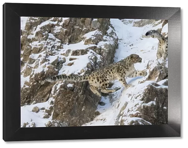 Snow leopard (Uncia uncia) pair on snow covered rocky slope