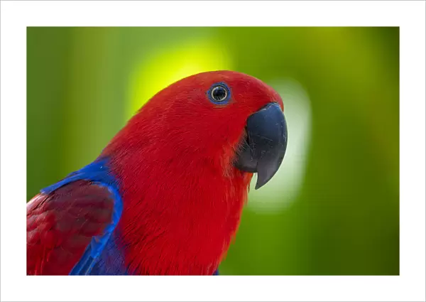Eclectus parrot (Eclectus roratus). Captive, Bali Bird Park, Denpasar, Bali, Indonesia
