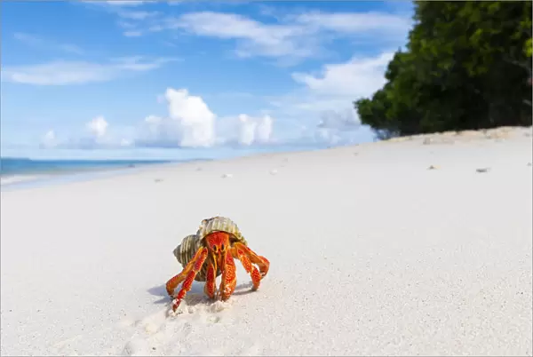 Strawberry land hermit crab (Coenobita perlatus). On white coral sand beach