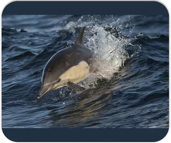 Long-beaked common dolphin (Delphinus capensis) off the coast of California