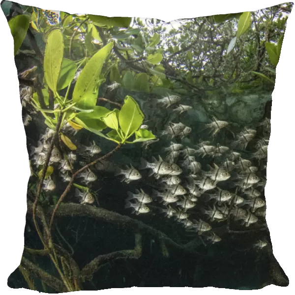Orbiculate cardinalfish (Sphaeramia orbicularis) sheltering amongst roots of mangroves