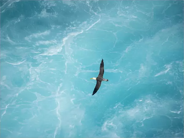 Waved albatross (Phoebastria irrorata) in flight over waves, Punta Suarez