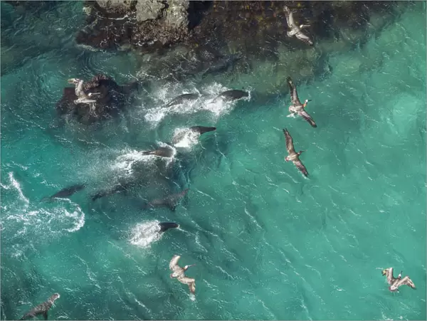 Aerial view of Galapagos sea lion group (Zalophus wollebaeki