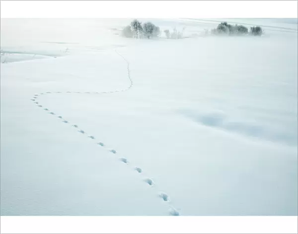 Red fox (Vulpes vulpes) tracks in fresh snow, Jura, Switzerland