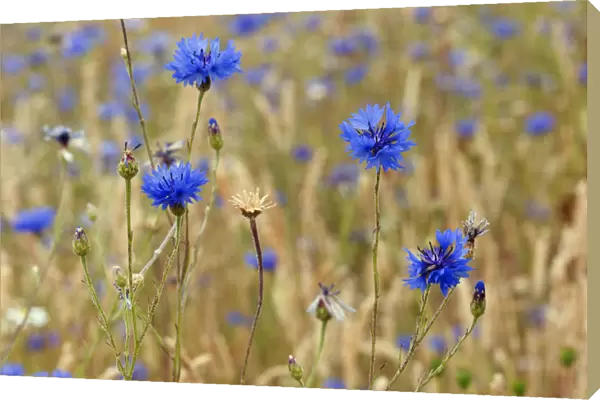 Cornflowers (Centaurea cyanus), locally rare plant, Probably not native at this site