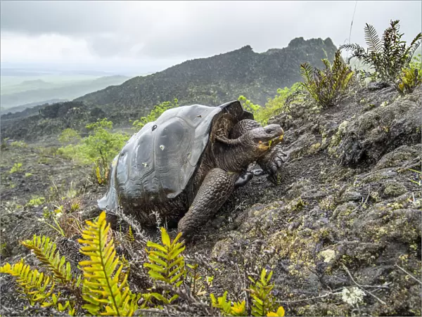 Wolf giant tortoise (Chelonoidis becki) in habitat. Hybrids of mixed parentage with