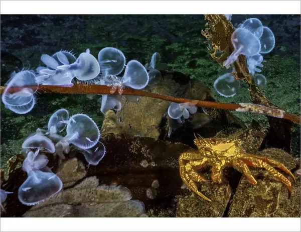 Helmet crab (Telmessus cheiragonus) and Hooded nudibranchs (Melibe leonina), Nigei Island
