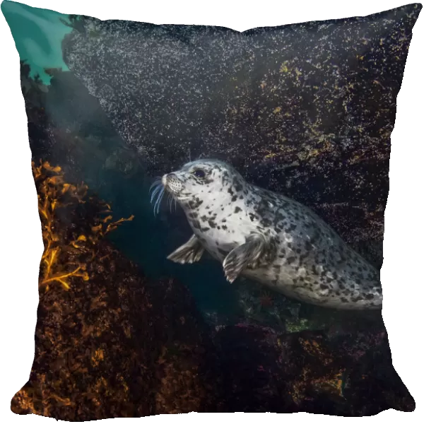 Harbor seal (Phoca vitulina) using a large, encrusted boulder as a tool to scratch itself